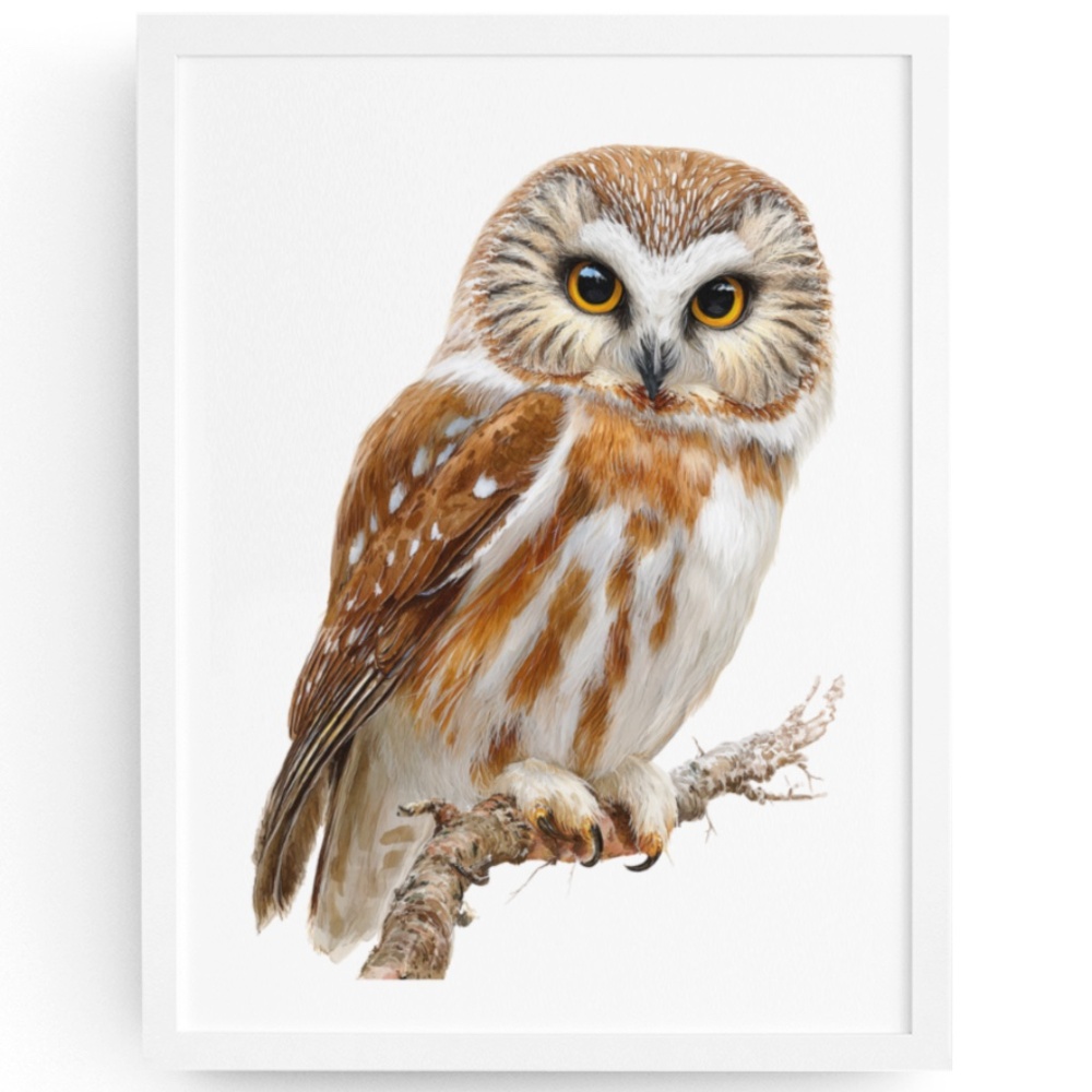 Watercolor Northern Saw-whet Owl Portrait Wall Art Print Poster, Unframed